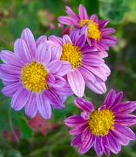 ファイル 3100-1.jpg