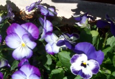 ファイル 3103-1.jpg