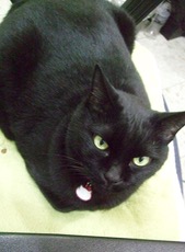 ファイル 3106-1.jpg