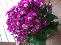 ファイル 311-1.jpg