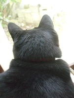 ファイル 3110-1.jpg