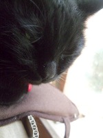 ファイル 3110-4.jpg