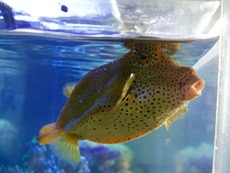 ファイル 3113-1.jpg