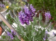 ファイル 3115-1.jpg