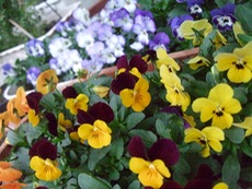 ファイル 3116-1.jpg