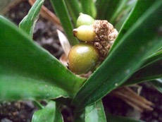 ファイル 3118-1.jpg