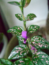 ファイル 3120-1.jpg