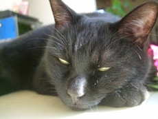 ファイル 3128-1.jpg