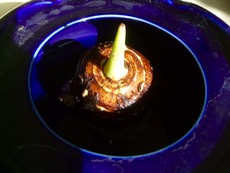 ファイル 3129-1.jpg