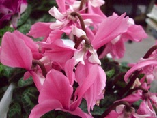 ファイル 3131-1.jpg