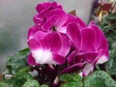 ファイル 3131-2.jpg