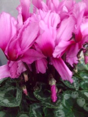 ファイル 3131-3.jpg