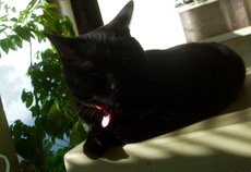 ファイル 3134-1.jpg