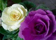 ファイル 3136-1.jpg