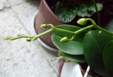 ファイル 3138-1.jpg