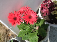 ファイル 314-1.jpg