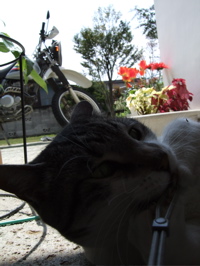 ファイル 314-3.jpg