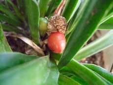 ファイル 3143-1.jpg