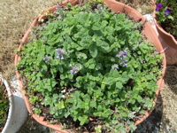 ファイル 315-1.jpg