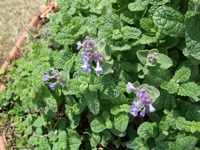 ファイル 315-2.jpg