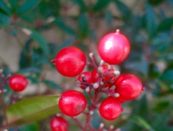 ファイル 3155-1.jpg