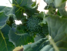 ファイル 3163-1.jpg