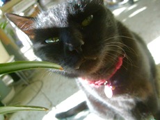 ファイル 3164-1.jpg