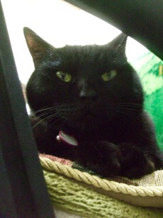 ファイル 3176-1.jpg