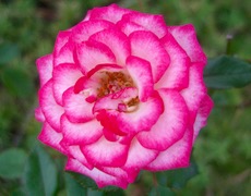 ファイル 3177-2.jpg