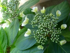 ファイル 3180-1.jpg