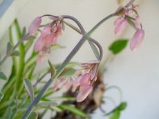 ファイル 3181-1.jpg