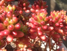 ファイル 3185-1.jpg