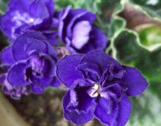 ファイル 3187-1.jpg