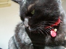 ファイル 3188-1.jpg