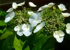 ファイル 3189-1.jpg