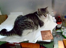 ファイル 3208-1.jpg