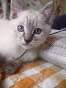 ファイル 3208-2.jpg