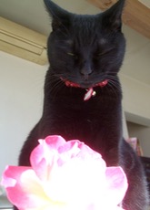 ファイル 3208-4.jpg