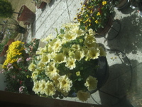 ファイル 321-1.jpg