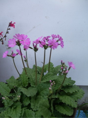 ファイル 322-1.jpg