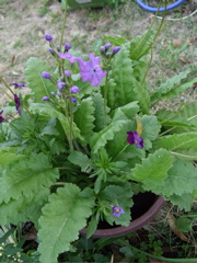 ファイル 322-2.jpg