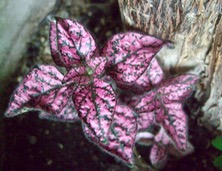 ファイル 3220-1.jpg