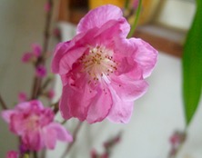 ファイル 3224-1.jpg