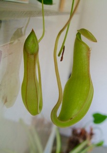 ファイル 3226-1.jpg