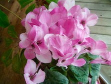 ファイル 3231-1.jpg