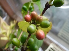 ファイル 3234-1.jpg