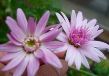 ファイル 3235-1.jpg