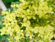 ファイル 3239-1.jpg