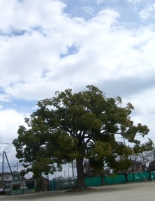 ファイル 3240-2.jpg