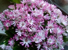 ファイル 3244-1.jpg